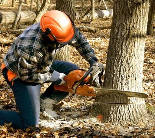 Tree Removal in Belle Mina, AL